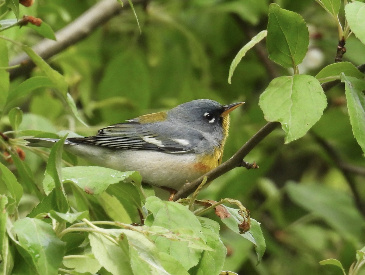 Northern Parula - ML618786104