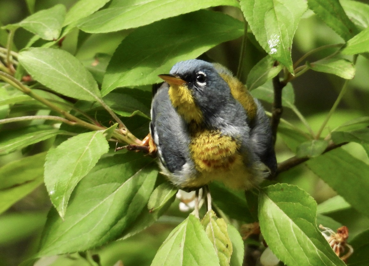 Northern Parula - ML618786105