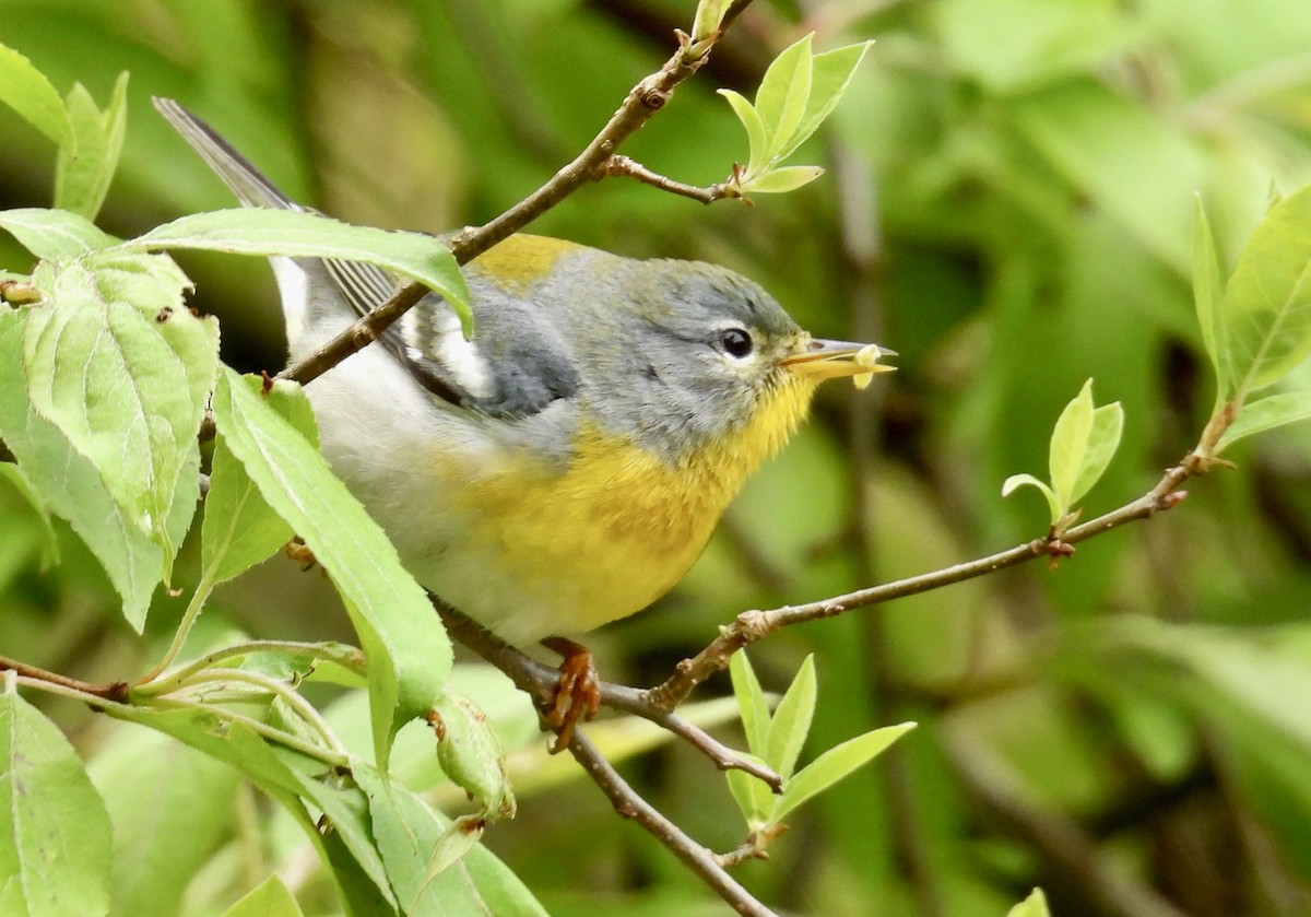 Northern Parula - ML618786106