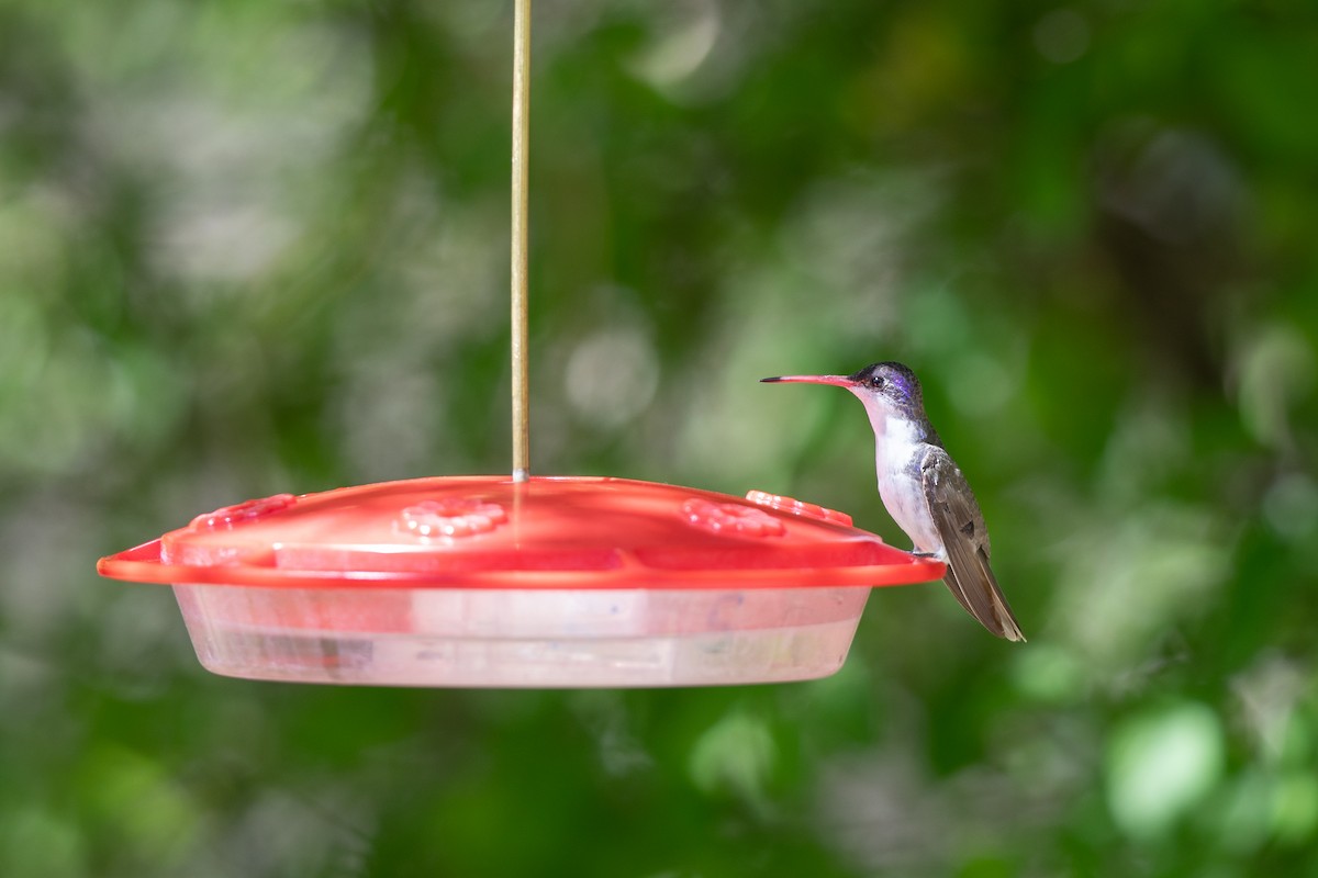 Violet-crowned Hummingbird - Michael Sadat