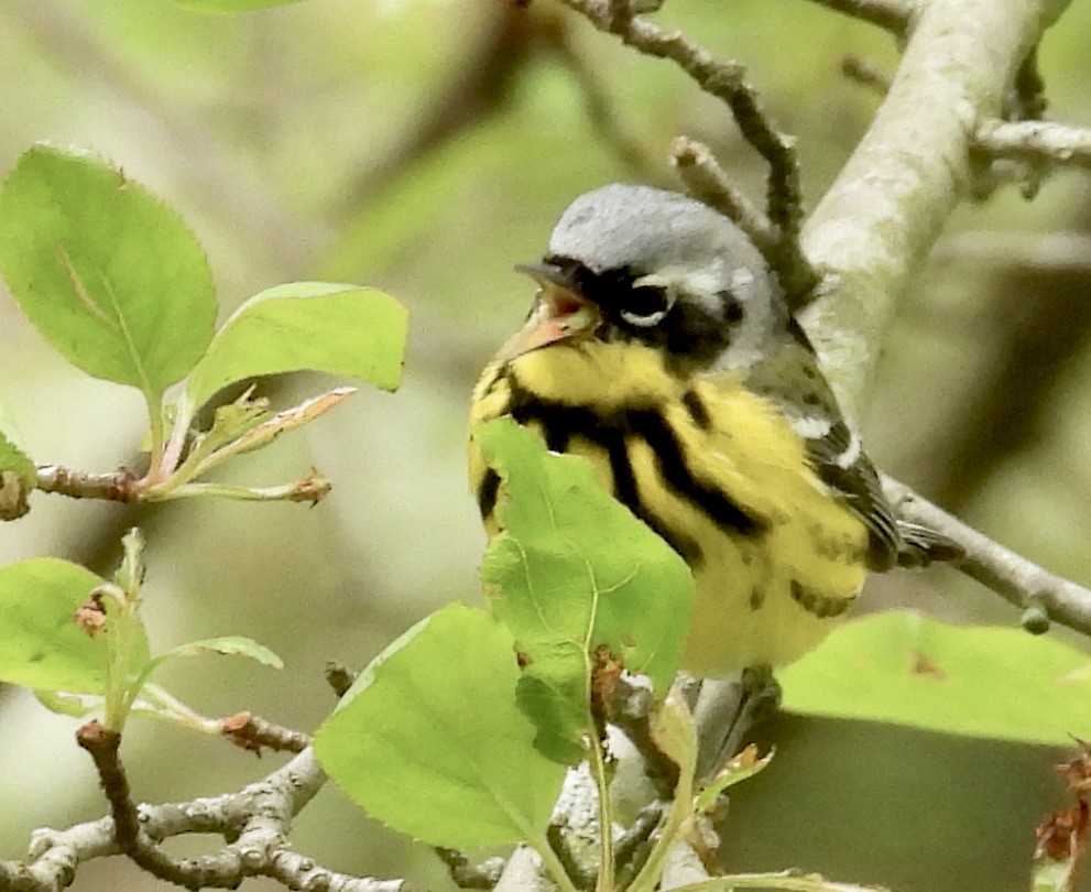 Magnolia Warbler - ML618786113