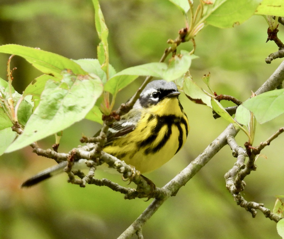 Magnolia Warbler - ML618786114