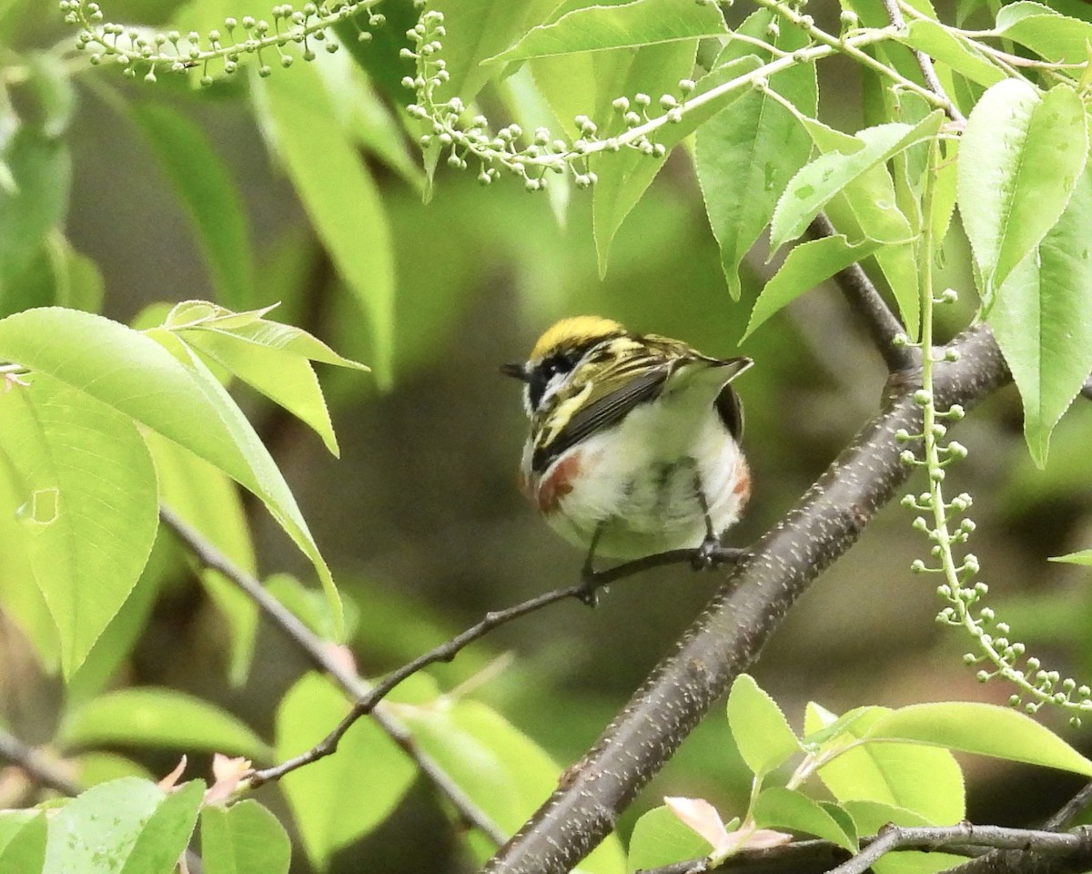 Chestnut-sided Warbler - ML618786118