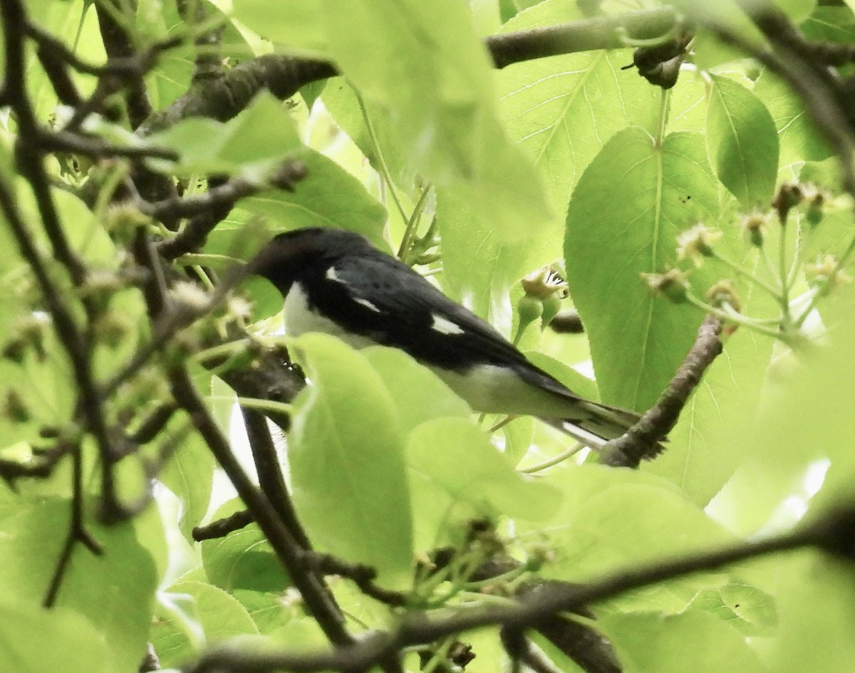 Black-throated Blue Warbler - Eunice Thein