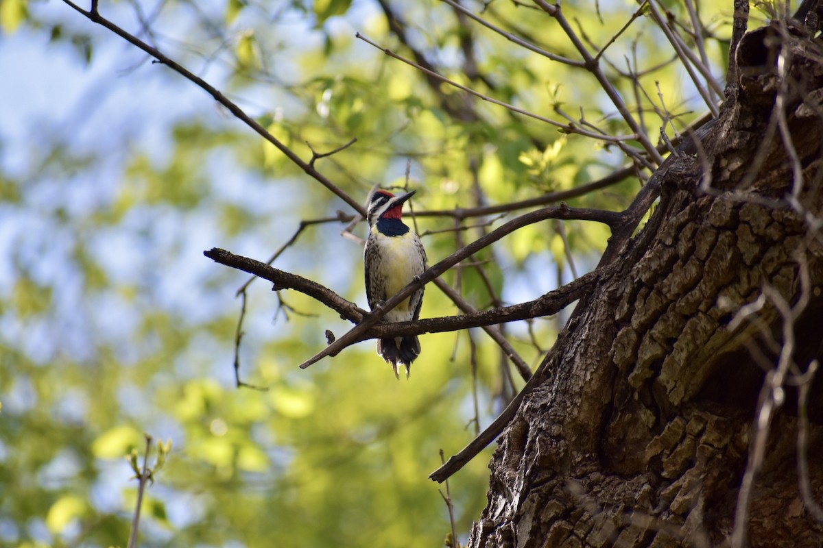 Yellow-bellied Sapsucker - ML618786128