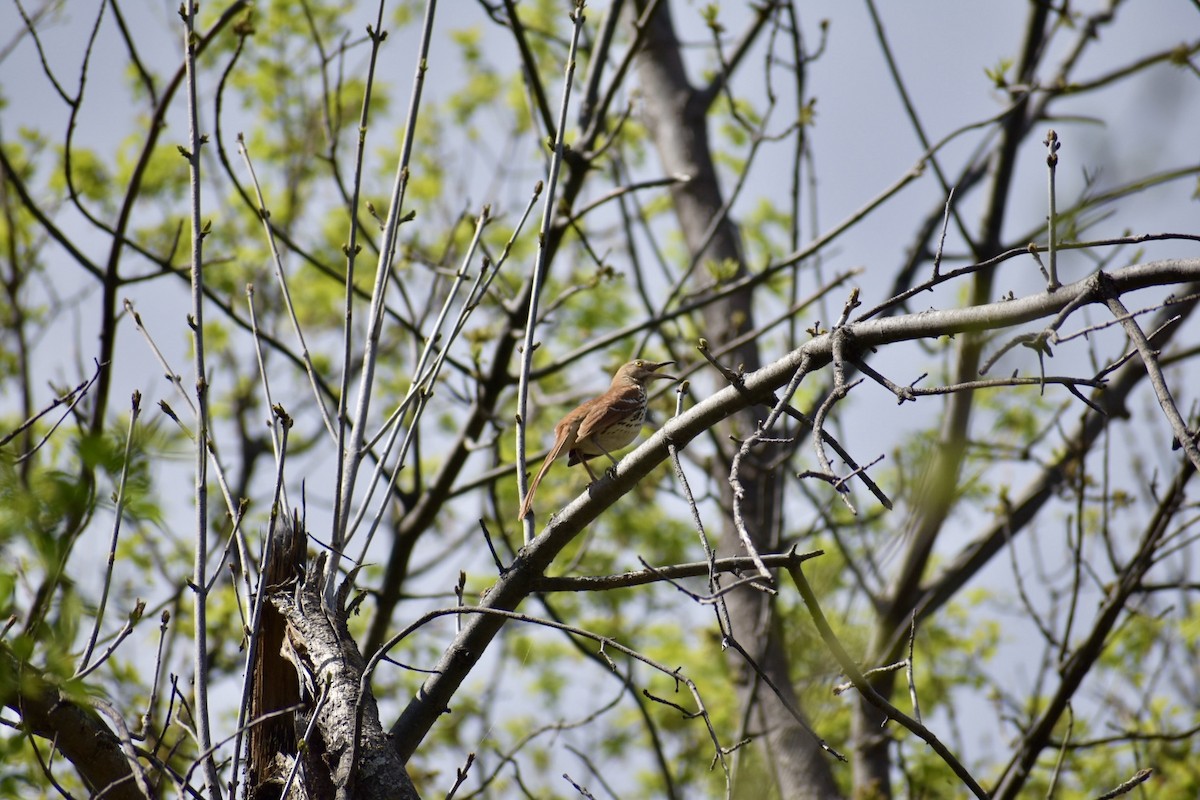Brown Thrasher - ML618786132