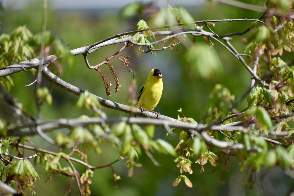 American Goldfinch - ML618786133