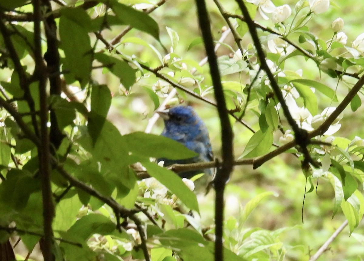 Indigo Bunting - ML618786135