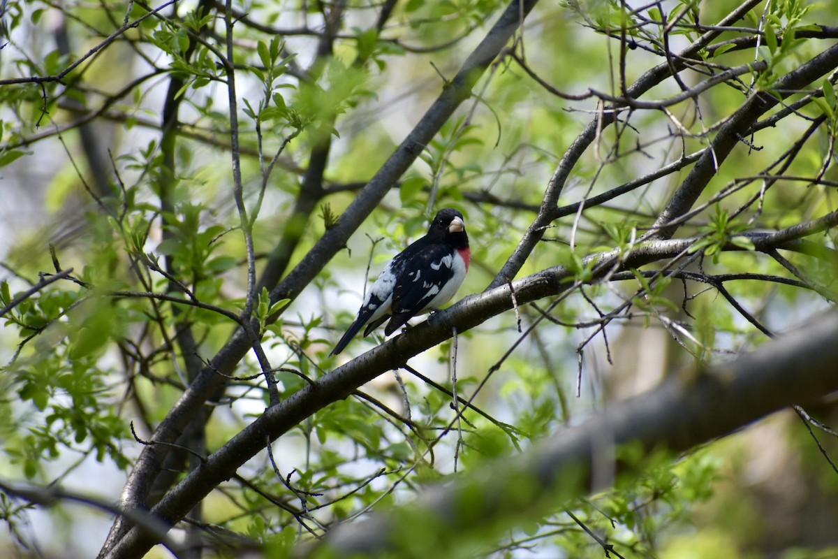 Rose-breasted Grosbeak - ML618786140