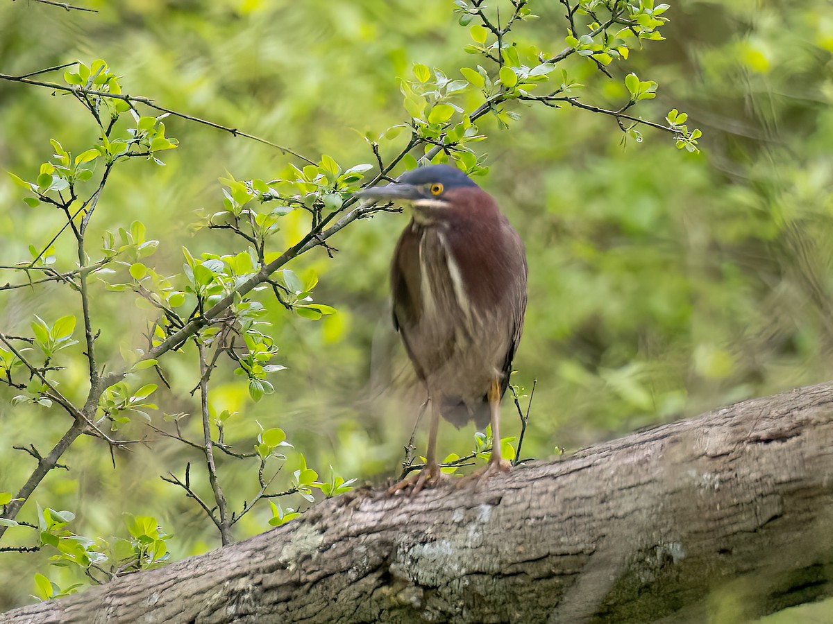 Green Heron - Alan MacEachren