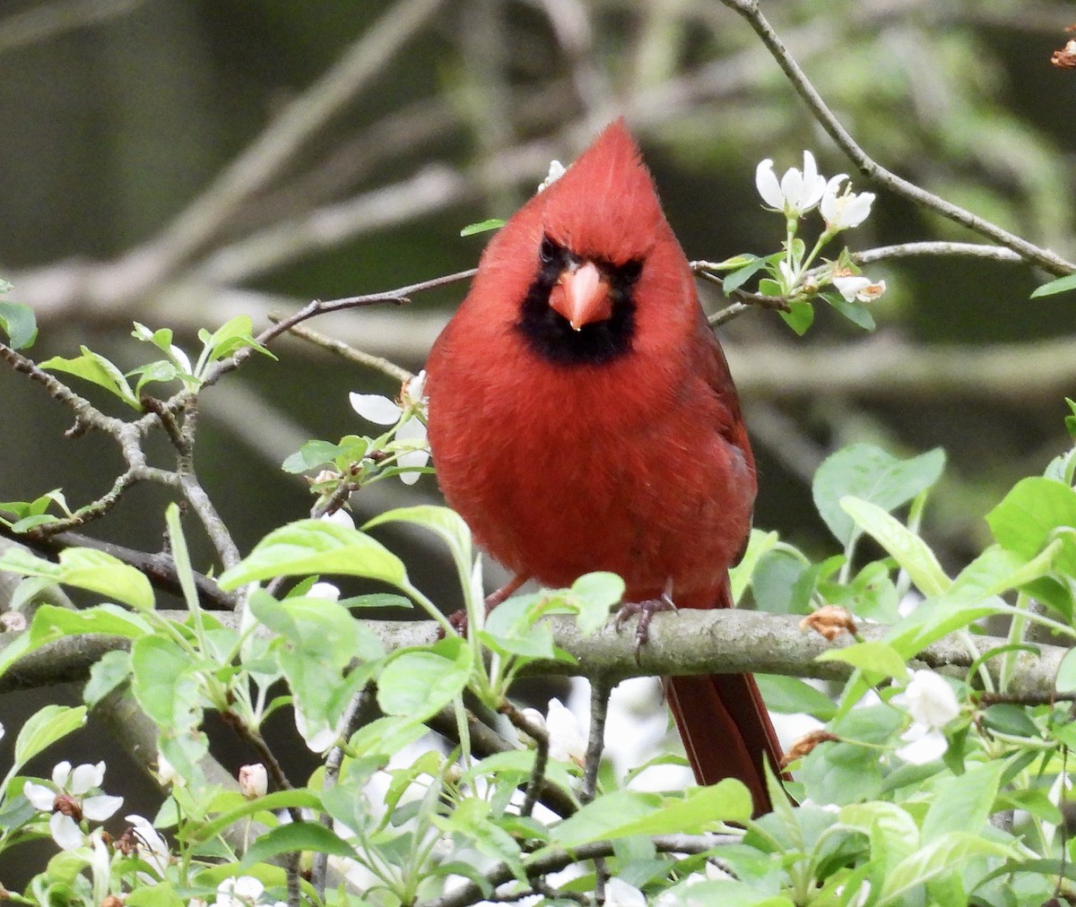 Northern Cardinal - ML618786143