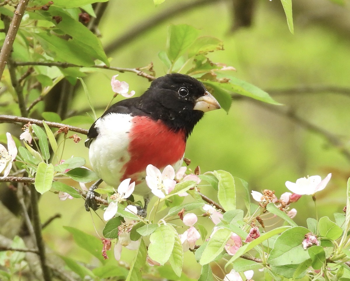 Rose-breasted Grosbeak - ML618786158