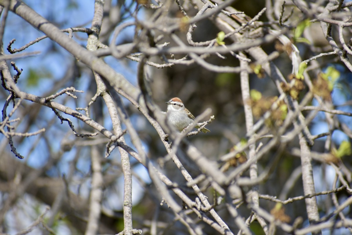Chipping Sparrow - ML618786163