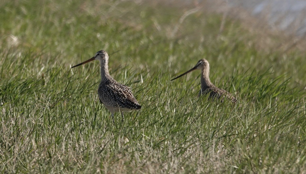 Marbled Godwit - Donna Franke