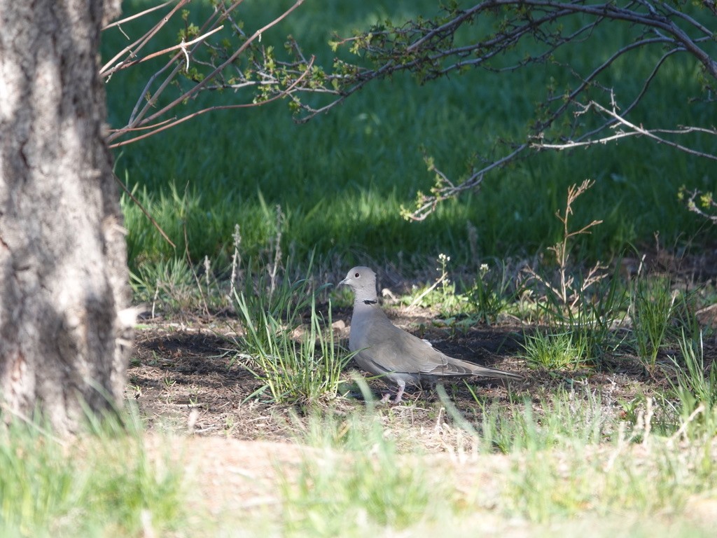 Eurasian Collared-Dove - ML618786170