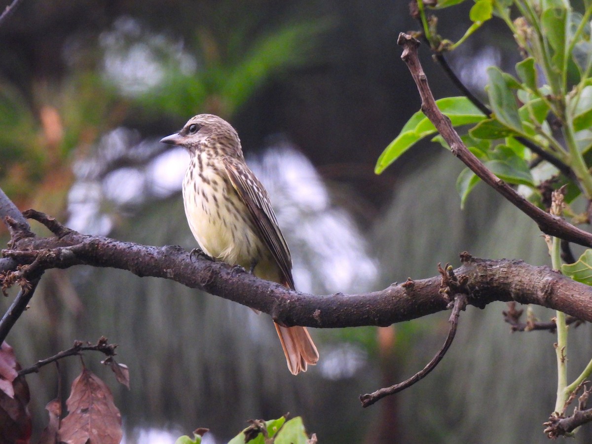 Sulphur-bellied Flycatcher - María Eugenia Paredes Sánchez