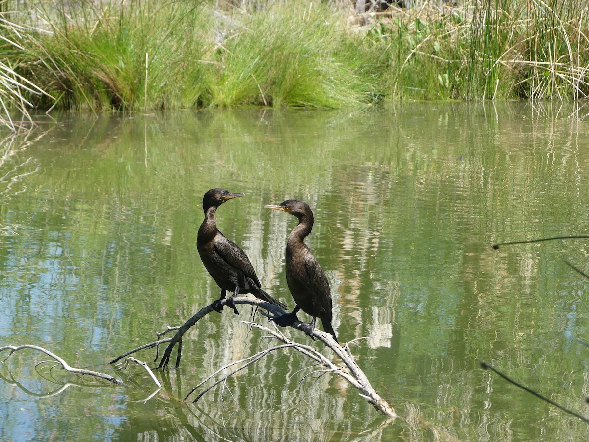 Neotropic Cormorant - ML618786225