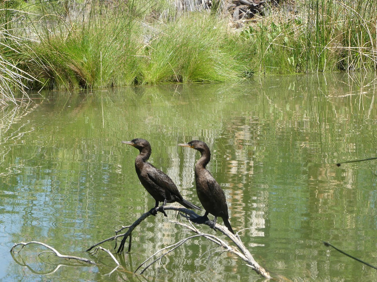 Neotropic Cormorant - ML618786226