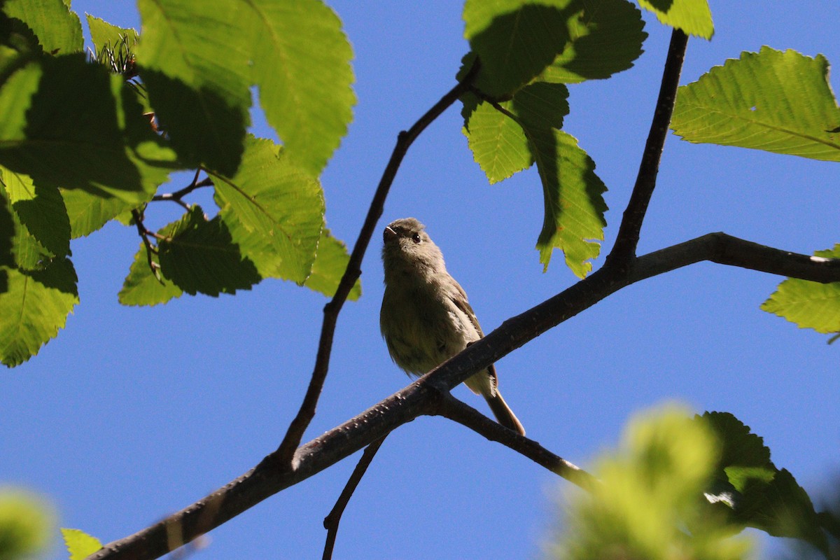 Hutton's Vireo - ML618786228