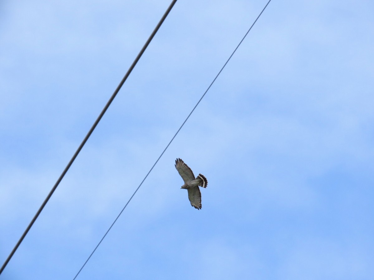 Broad-winged Hawk - Tania Mohacsi