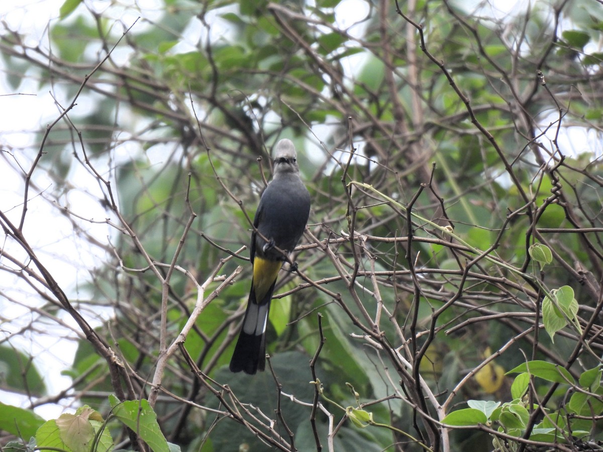 Gray Silky-flycatcher - María Eugenia Paredes Sánchez