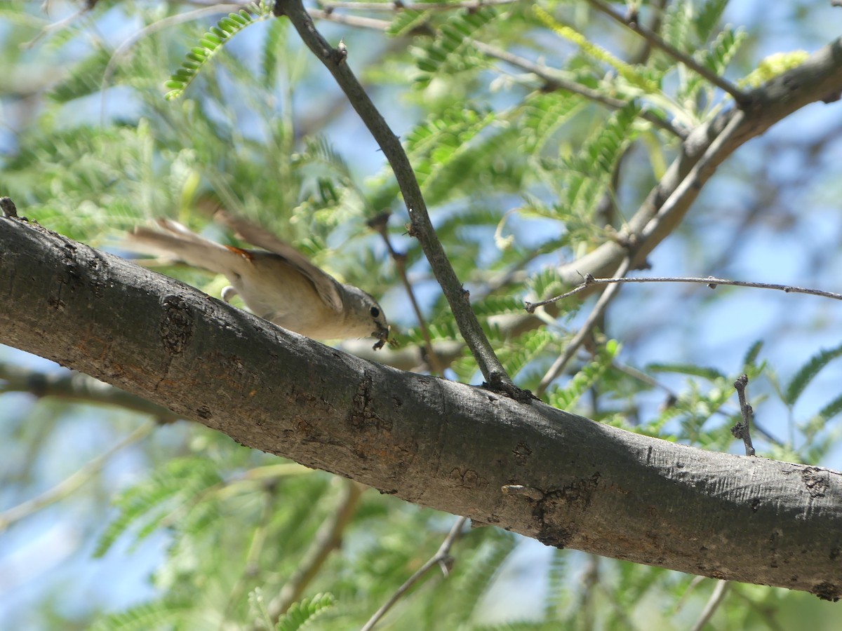 Lucy's Warbler - ML618786256