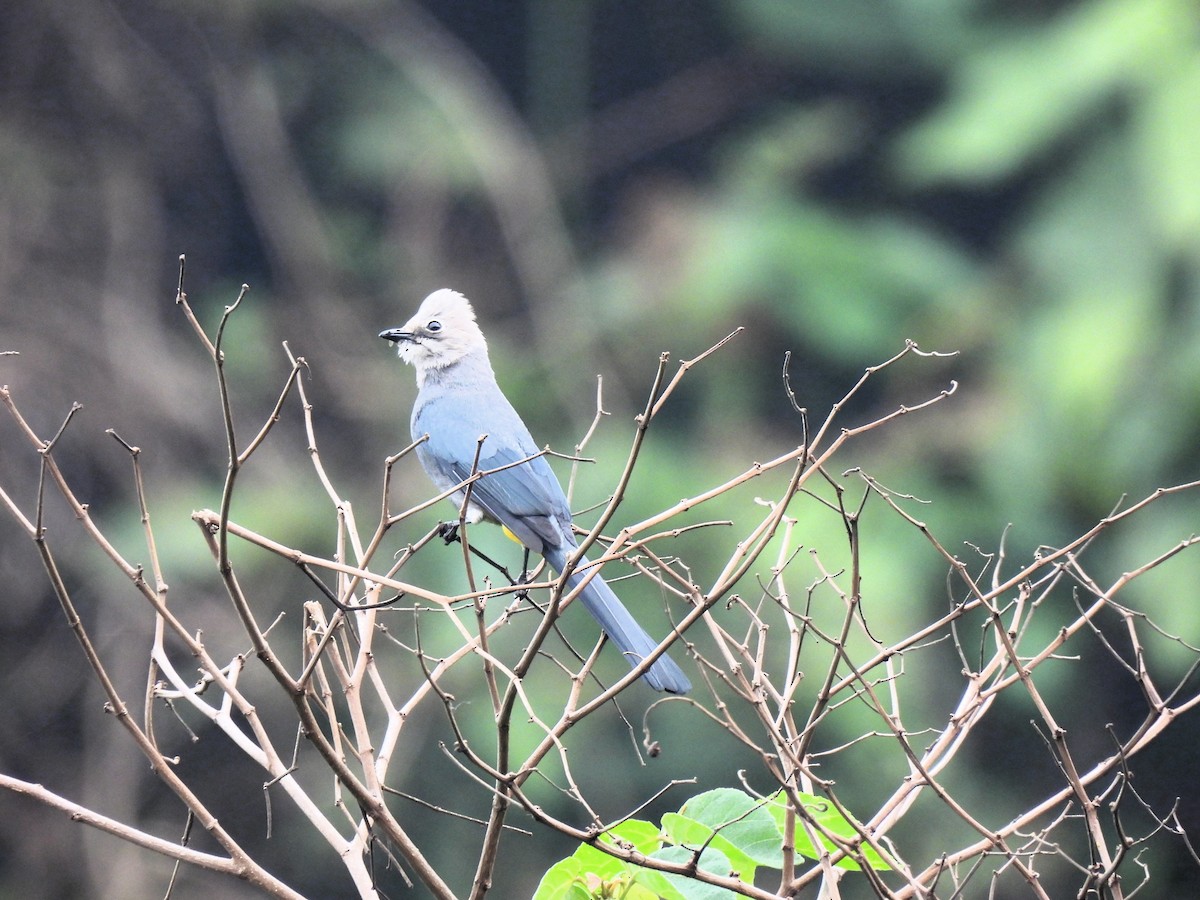 Gray Silky-flycatcher - María Eugenia Paredes Sánchez