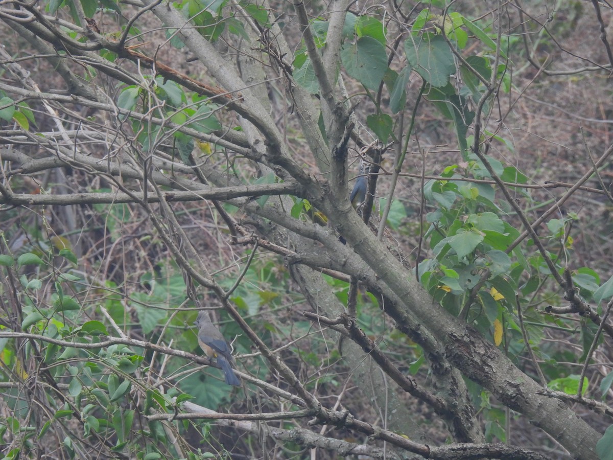 Gray Silky-flycatcher - María Eugenia Paredes Sánchez