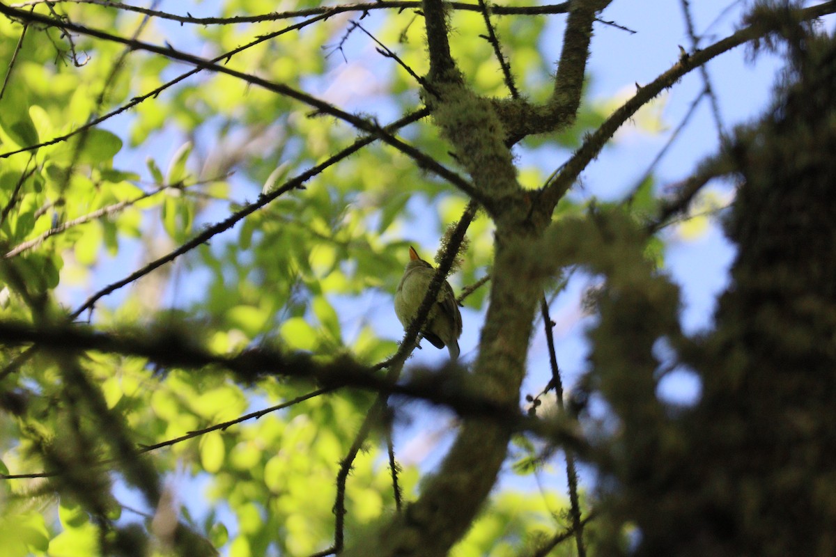 Western Flycatcher (Pacific-slope) - Karen Morse