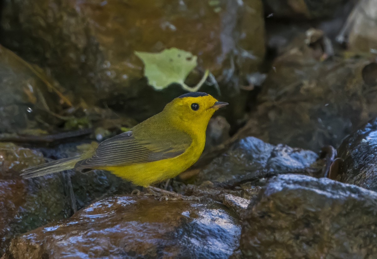 Wilson's Warbler - Daniel Ward