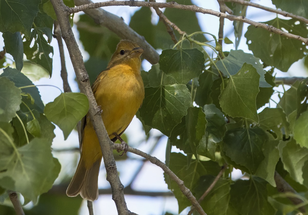 Summer Tanager - Daniel Ward