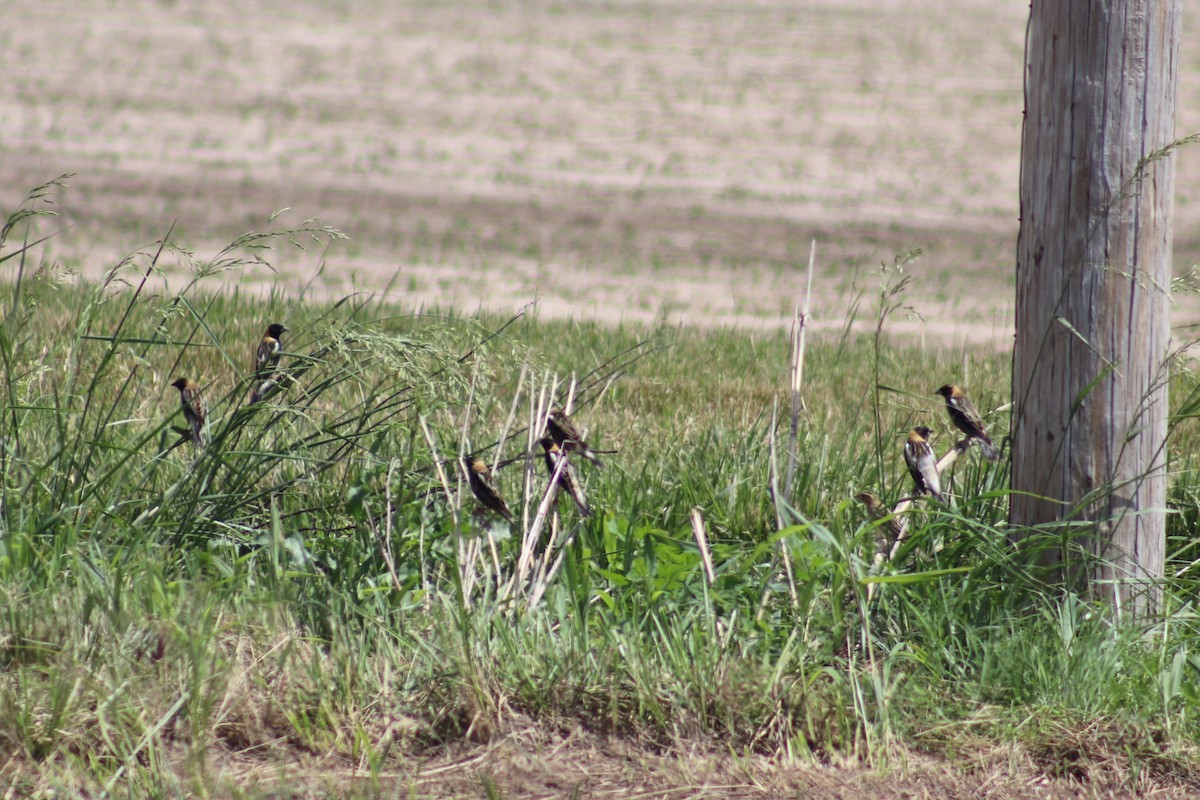 Bobolink - Ty Sharrow