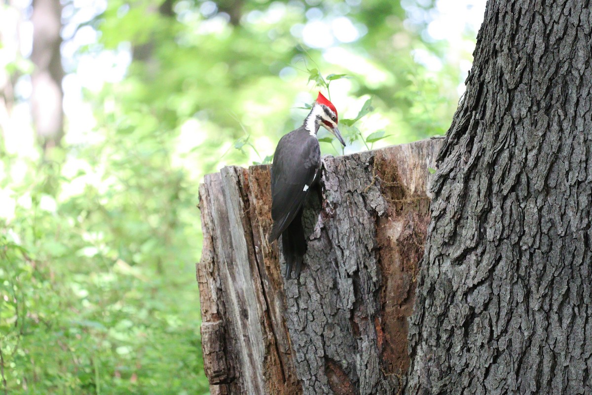 Pileated Woodpecker - ML618786323