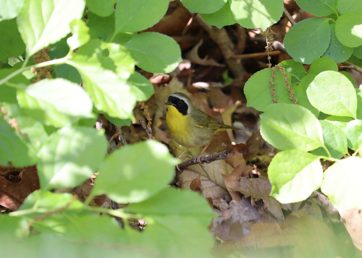 Common Yellowthroat - ML618786329