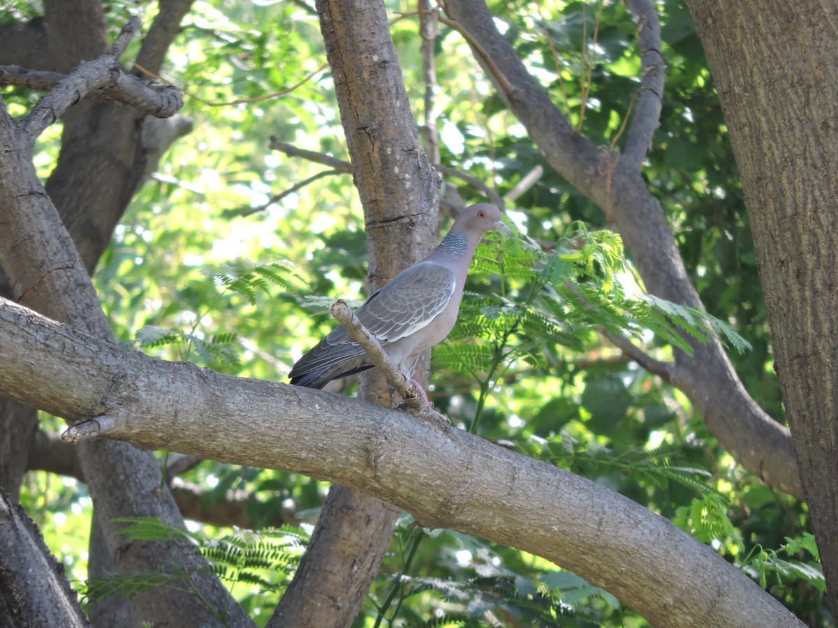 Picazuro Pigeon - Más Aves