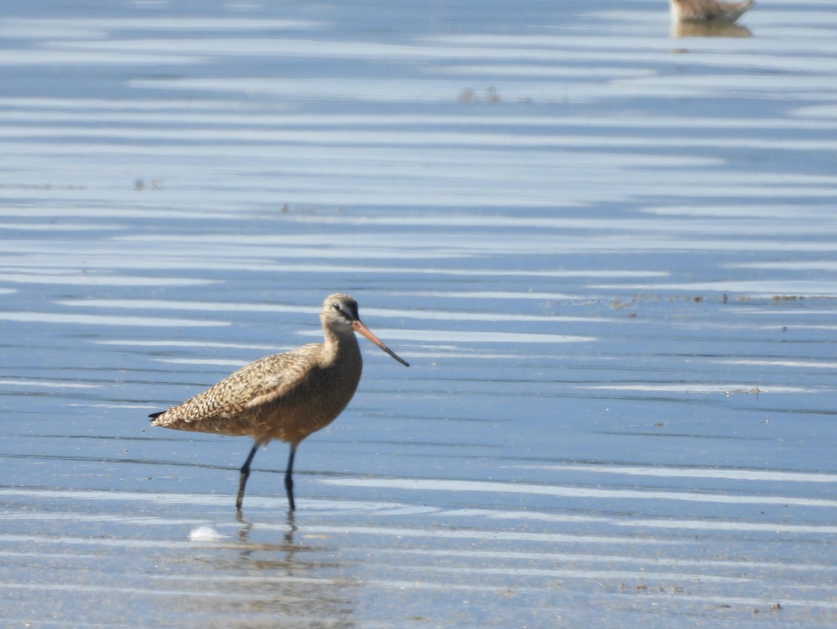 Marbled Godwit - Marc-Andre Beaucher