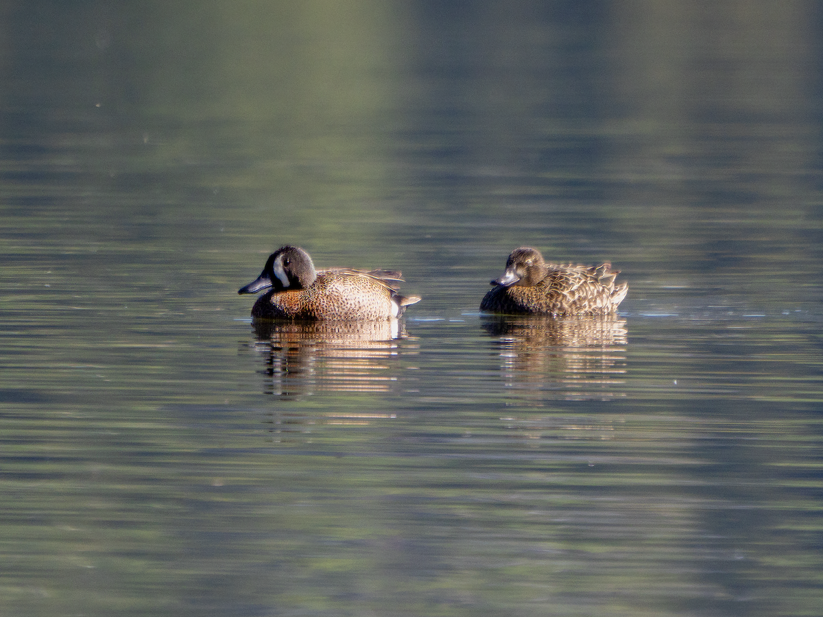 Blue-winged Teal - ML618786342