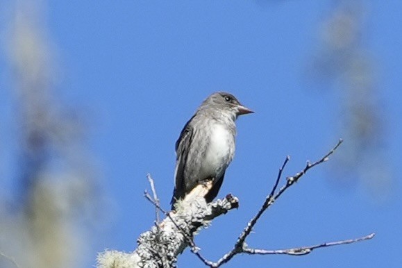 Olive-sided Flycatcher - Joe RouLaine