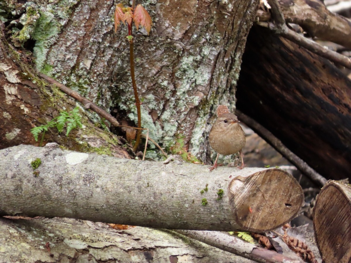 Winter Wren - Tania Mohacsi