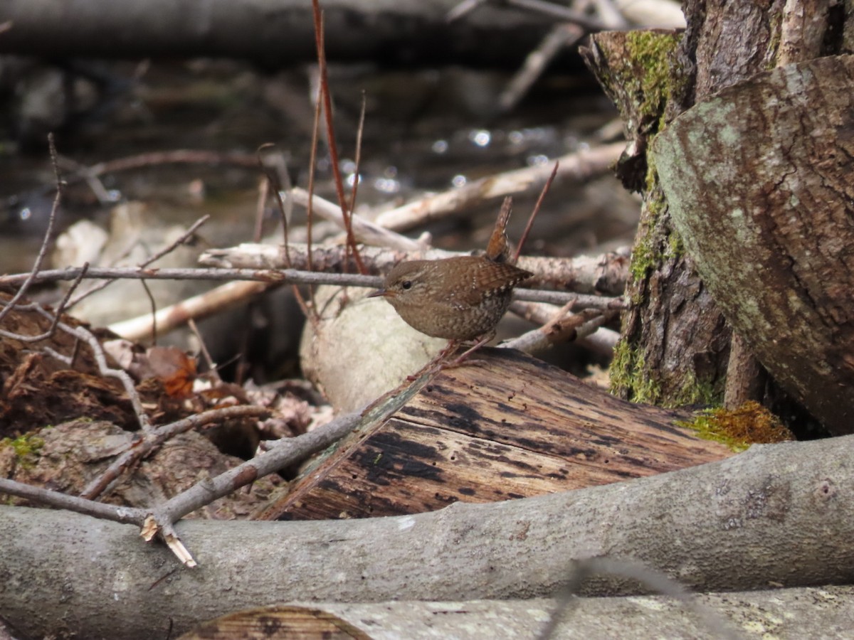 Winter Wren - Tania Mohacsi