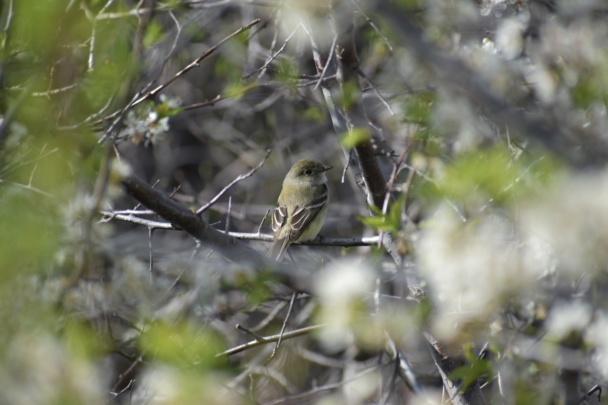 Least Flycatcher - ML618786384