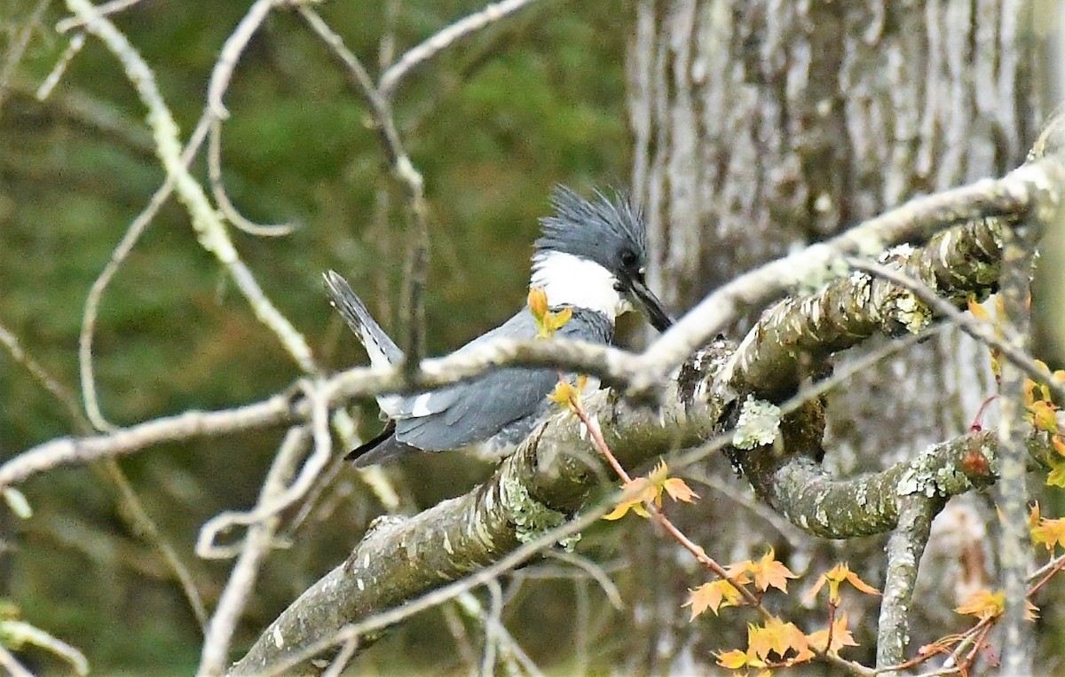 Belted Kingfisher - Marcia Suchy