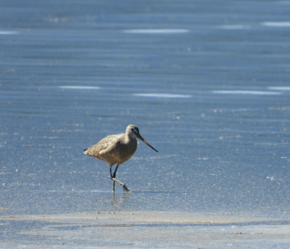 Marbled Godwit - Marc-Andre Beaucher