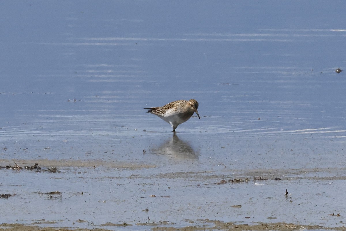 Pectoral Sandpiper - Paul Prappas