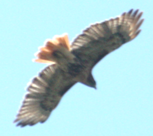 Red-tailed Hawk - Jeffrey C and Teresa B Freedman