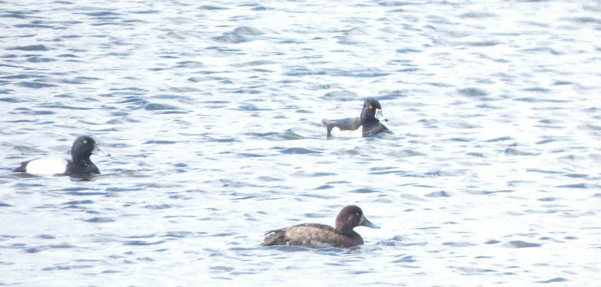 Ring-necked Duck - ML618786421