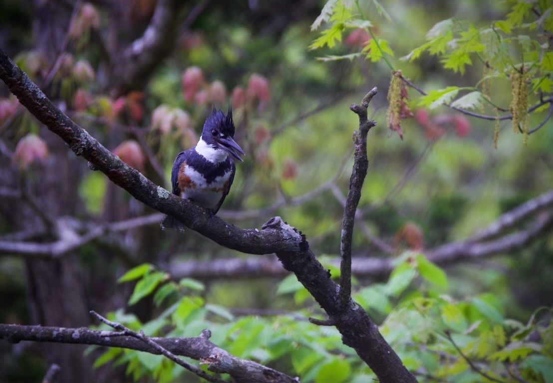 Belted Kingfisher - L&J Meyer