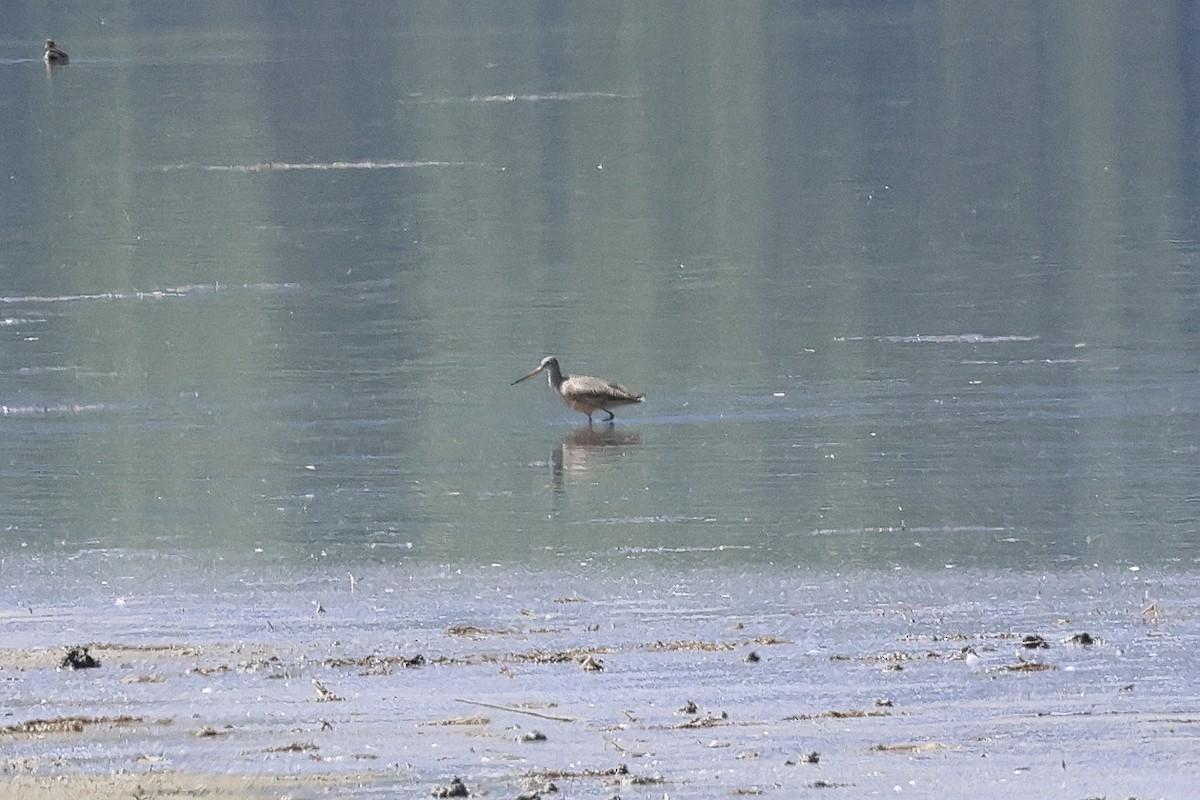 Marbled Godwit - Paul Prappas