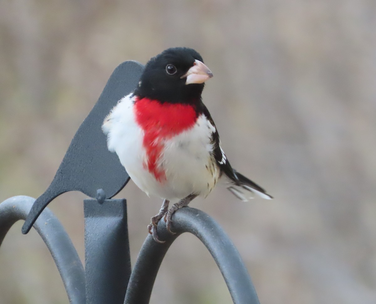 Rose-breasted Grosbeak - Lisa Casteel