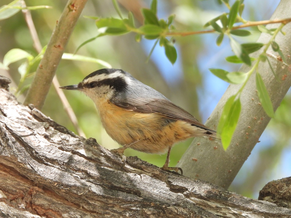 Red-breasted Nuthatch - ML618786468